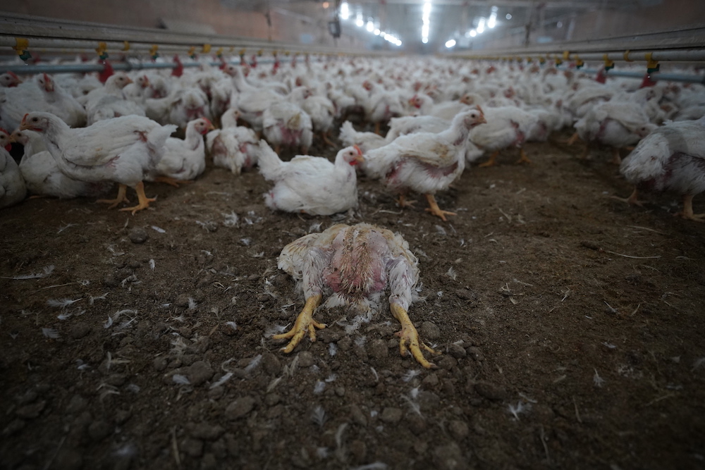 Exposing Foster Farms